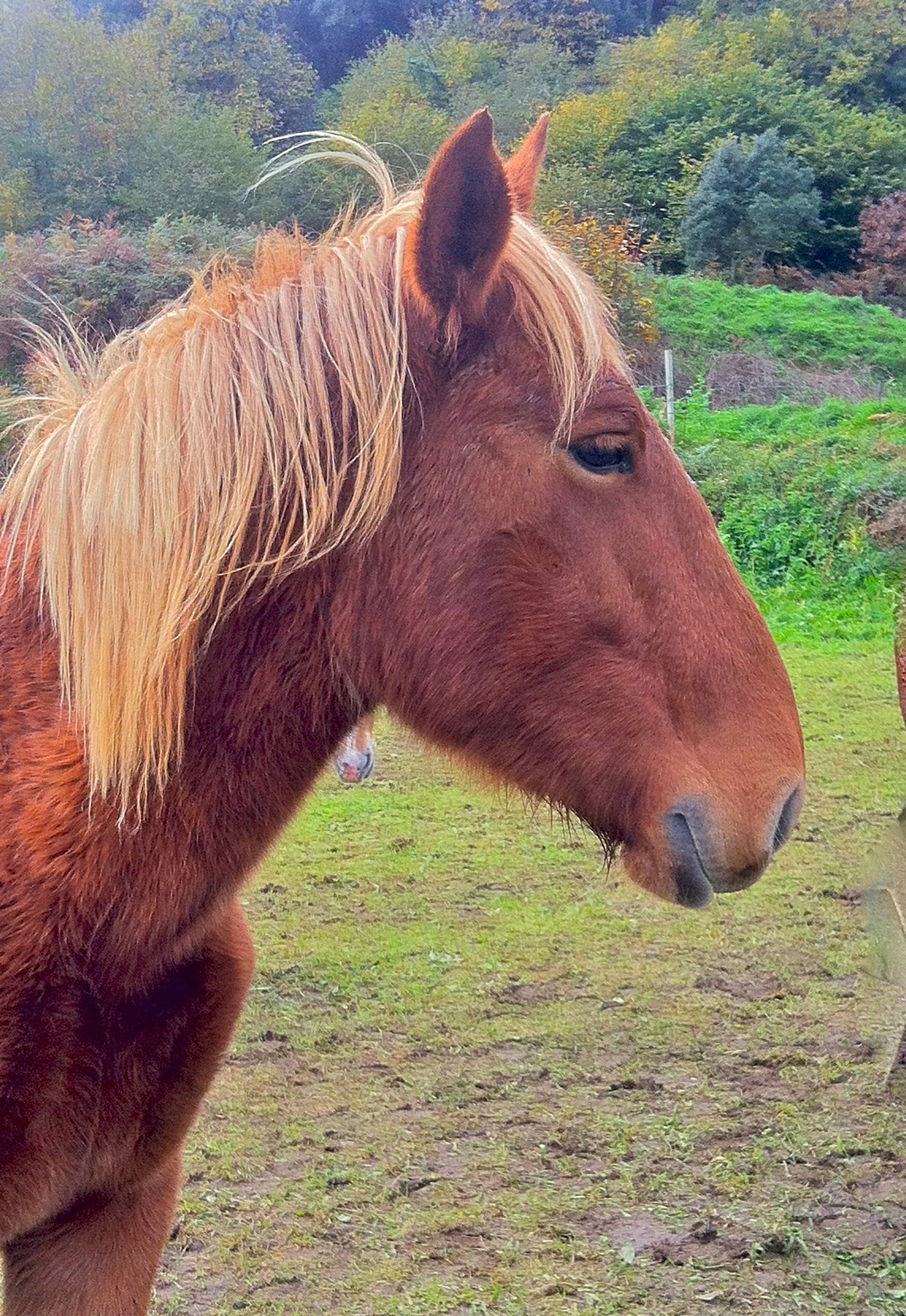 Caballo de perfil